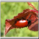 Melasoma populi - Blattkaefer 01.jpg